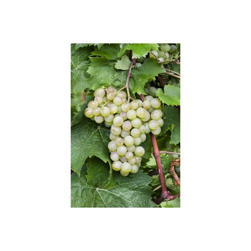4063654023548 - Vitis vinifera Millenium Weinrebe 80–100 cm 4063654023548 - Vitis vinifera Millenium Weinrebe 80–100 cm