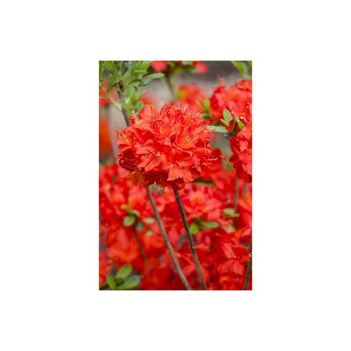 4063654088738 - Rhododendron luteum Nabucco leuchtend rot 30–40 cm