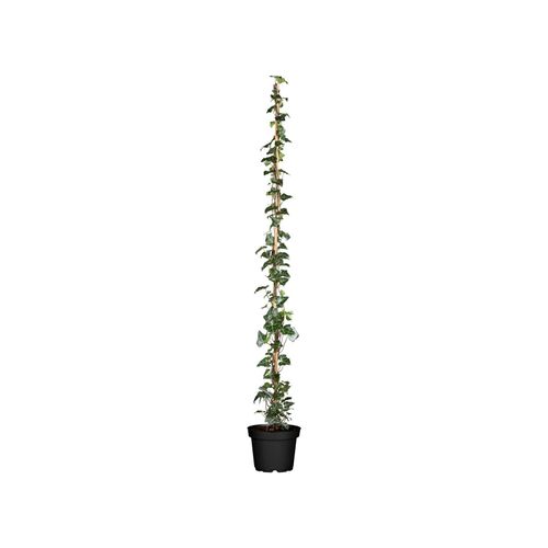 4063654225843 - Hedera helix Hibernica Irischer Efeu 100–150 cm 4063654225843 - Hedera helix Hibernica Irischer Efeu 100–150 cm