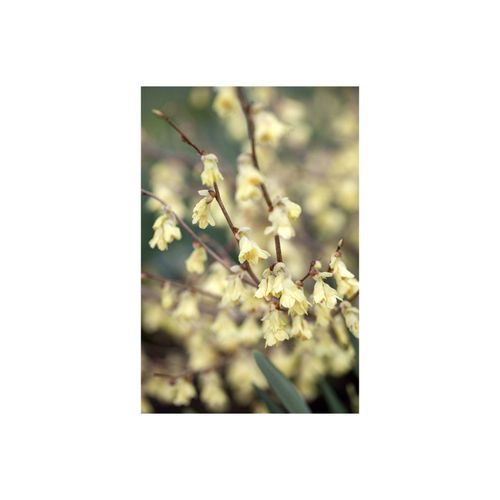 4063654233930 - Corylopsis pauciflora Scheinhasel zartgelb 40–60 cm