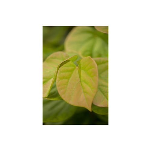 4063654002888 - Cercis chinensis Avondale Judasbaum purpurrosa 40–60 cm