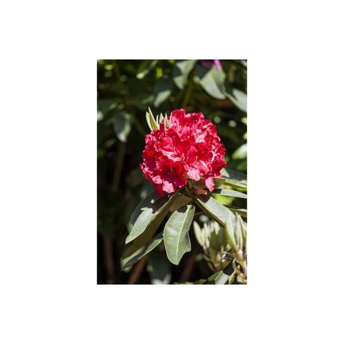 4063654090403 - Rhododendron Hybr Roter Korsar rot 30–40 cm