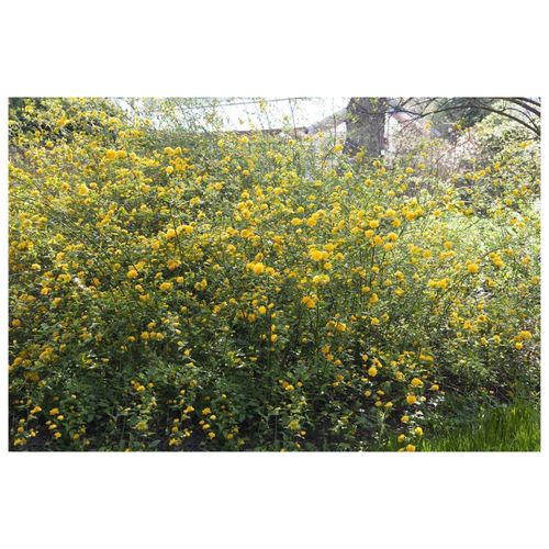 4063654812647 - Kerria japonica Japanische Kerrie gelb 80–100 cm 4063654812647 - Kerria japonica Japanische Kerrie gelb 80–100 cm