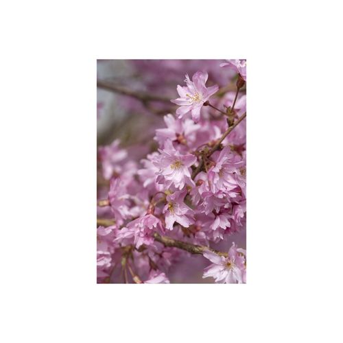 4063654234128 - Prunus subhirtella Autumnalis Winterkirsche zartrosa 60–100 cm