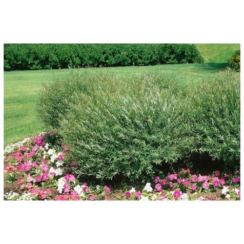 4063654809708 - Salix purpurea Nana Purpur-Weide kompakt 100–125 cm 4063654809708 - Salix purpurea Nana Purpur-Weide kompakt 100–125 cm