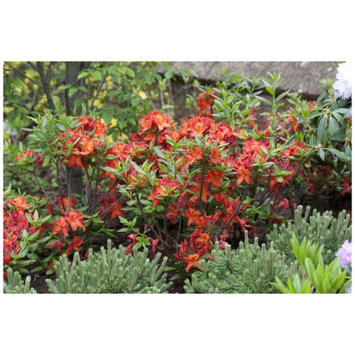 4063654076513 - Rhododendron luteum Parkfeuer gelb-orange 40–50 cm