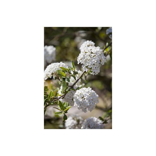 4063654252238 - Viburnum burkwoodii Duft-Schneeball immergrün 60–80 cm 4063654252238 - Viburnum burkwoodii Duft-Schneeball immergrün 60–80 cm