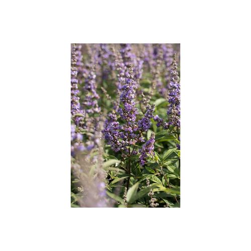 4063654839408 - Vitex agnus-castus Delta Blues Mönchspfeffer blau 40–60 cm