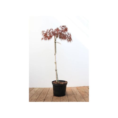 4063654001461 - Acer palmatum Dissectum Garnet Japanischer Ahorn rotlaubig 80 cm Stammhöhe 4063654001461 - Acer palmatum Dissectum Garnet Japanischer Ahorn rotlaubig 80 cm Stammhöhe