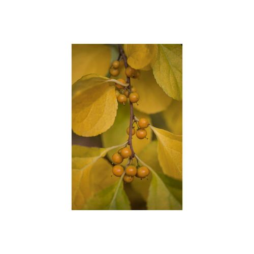 4063654002772 - Celastrus orbiculatus Diana Kletterspindel 150–200 cm