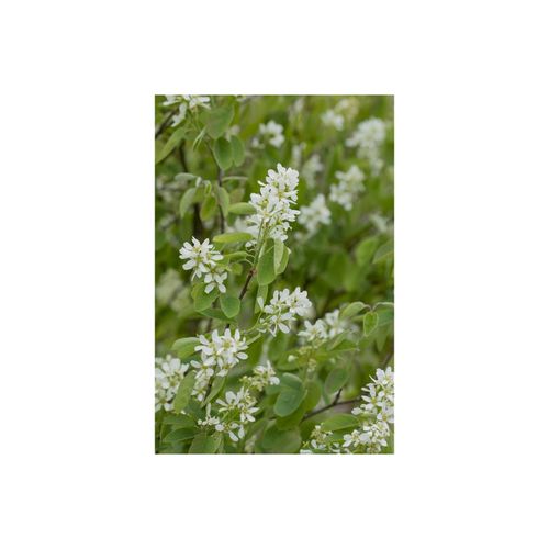 4063654842057 - Amelanchier alnifolia Honeywood Felsenbirne essbare Früchte 60–80 cm
