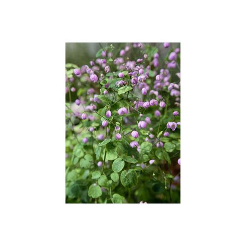 4063654312864 - Thalictrum delavayi Hewitts Double Wiesenraute lila ca 9x9 cm Topf