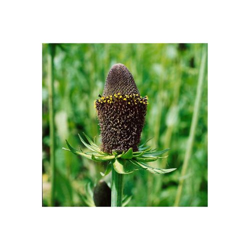 4063654309833 - Rudbeckia occidentalis Green Wizard schwarz-grün ca 9x9 cm Topf 4063654309833 - Rudbeckia occidentalis Green Wizard schwarz-grün ca 9x9 cm Topf