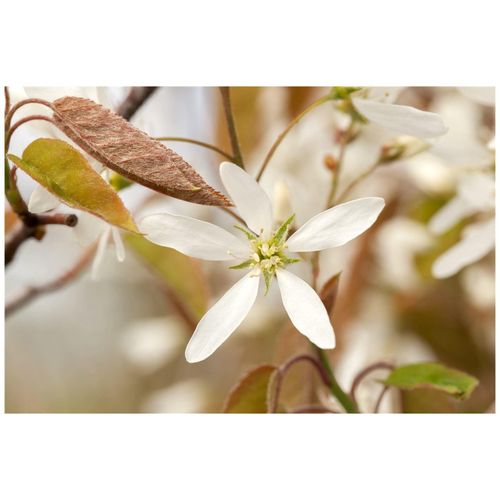 4063654866534 - Amelanchier lamarckii Kupfer-Felsenbirne weiß 175–200 cm 4063654866534 - Amelanchier lamarckii Kupfer-Felsenbirne weiß 175–200 cm