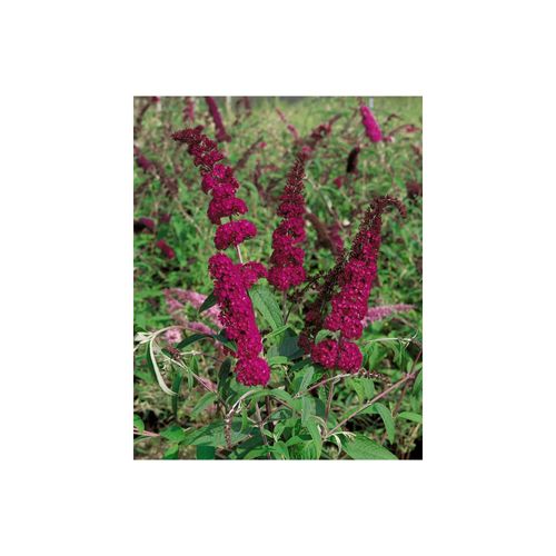 4063654002406 - Buddleja Sugar Plum Neuheit rot 40–60 cm 4063654002406 - Buddleja Sugar Plum Neuheit rot 40–60 cm