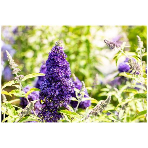4063654850670 - Buddleja davidii Adonis Blue Schmetterlingsflieder blau 40–60 cm