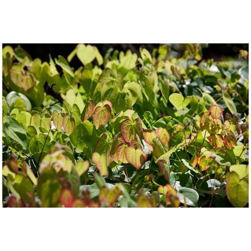 4063654294610 - Epimedium x cultAmber Queen Elfenblume bernsteinfarben ca 9x9 cm Topf 4063654294610 - Epimedium x cultAmber Queen Elfenblume bernsteinfarben ca 9x9 cm Topf