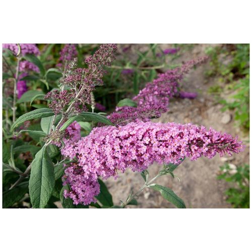4063654847557 - Buddleja davidii Nike Schmetterlingsflieder 60–80 cm violett