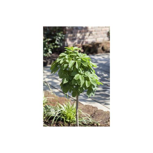 4063654001713 - Aesculus hippocastanum Monstrosa Rosskastanie 150 cm Stammhöhe