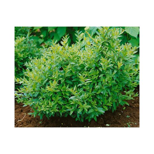 4063654819462 - Ligustrum vulgare Lodense Gewöhnlicher Liguster kompakt 30–40 cm 4063654819462 - Ligustrum vulgare Lodense Gewöhnlicher Liguster kompakt 30–40 cm
