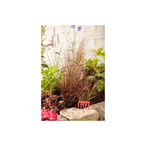 4063654850700 - Carex buchananii Red Rooster Rotbraune Segge 2 Liter Container