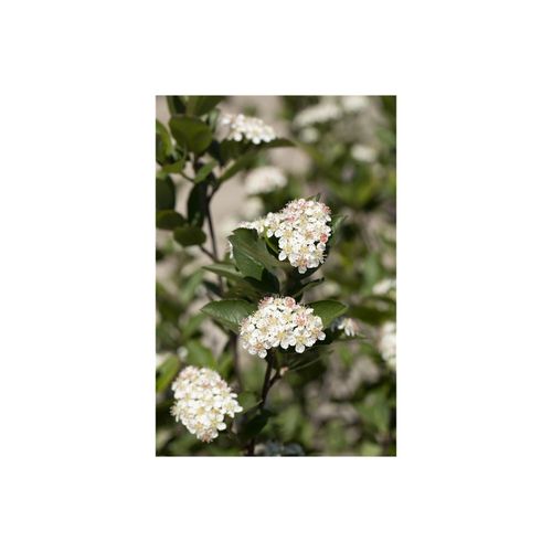 4063654817147 - Aronia melanocarpa Hugin Schwarze Apfelbeere 60–80 cm 4063654817147 - Aronia melanocarpa Hugin Schwarze Apfelbeere 60–80 cm