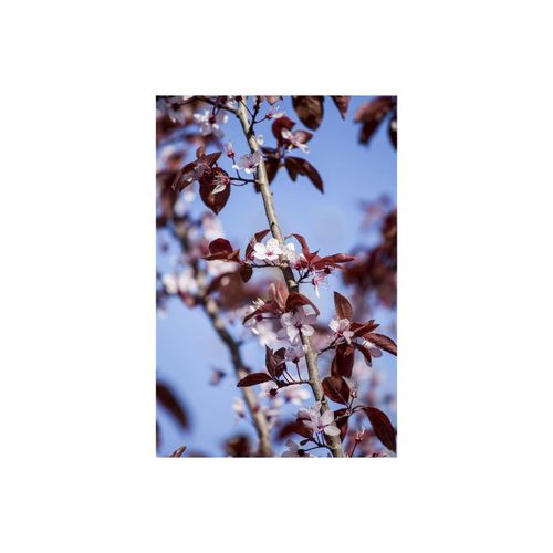 4063654813569 - Prunus cerasifera Nigra Blutpflaume dunkelrot 60–100 cm