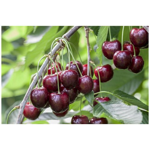 4063654248712 - Prunus avium Sunburst Süßkirsche 150–200 cm selbstfruchtend