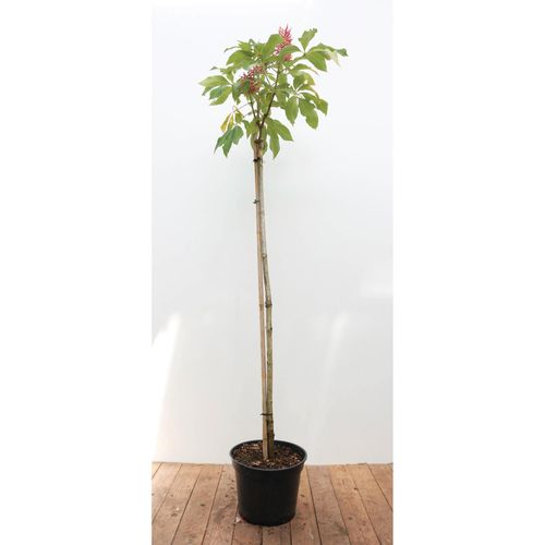 4063654001799 - Aesculus pavia Rosea Nana Zwerg-Rosskastanie rosa Blüten 100 cm Stammhöhe 4063654001799 - Aesculus pavia Rosea Nana Zwerg-Rosskastanie rosa Blüten 100 cm Stammhöhe