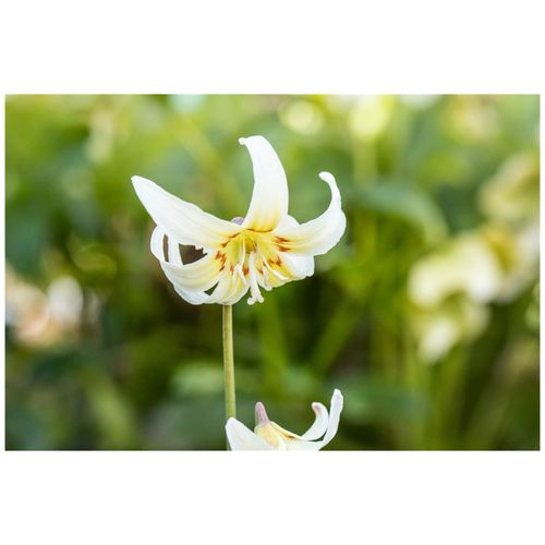 4063654295167 - Erythronium tuolumnense White Beauty Hundszahn weiß ca 9x9 cm Topf