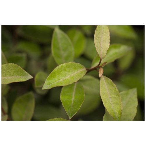 4063654816317 - Elaeagnus ebbingei immergrün silbrig 30–40 cm