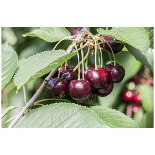 4063654250869 - Prunus cerasus Morellenfeuer Sauerkirsche 40 cm Stammhöhe rot