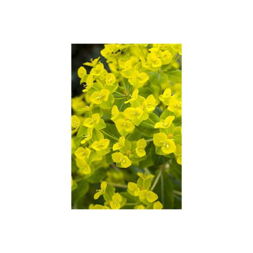 4063654257516 - Euphorbia cornigera Goldener Turm Wolfsmilch ca 9x9 cm Topf 4063654257516 - Euphorbia cornigera Goldener Turm Wolfsmilch ca 9x9 cm Topf