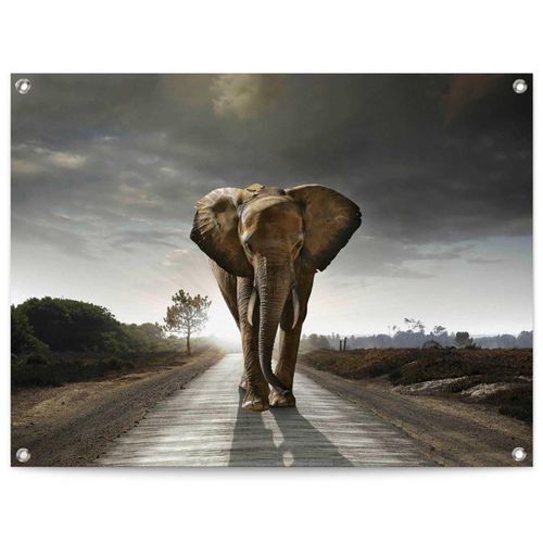 8714597638745 - Poster REINDERS Elefantenkönig braun (farbe bild(er) braun) B80cm H60cm T01cm Leinwand Bilder Outdoor für Garten oder Balkon