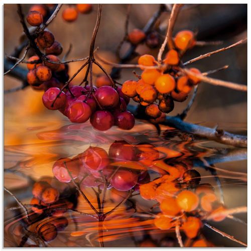 4059745025126 - Glasbild ARTLAND Rote Beeren - Wildbeeren Bilder Gr B H 50 cm x 50 cm Glasbild Pflanzen quadratisch 1 St orange Bild Glasbild Glasbilder Bilder in verschiedenen Größen 4059745025126 - Glasbild ARTLAND Rote Beeren - Wildbeeren Bilder Gr B H 50 cm x 50 cm Glasbild Pflanzen quadratisch 1 St orange Bild Glasbild Glasbilder Bilder in verschiedenen Größen