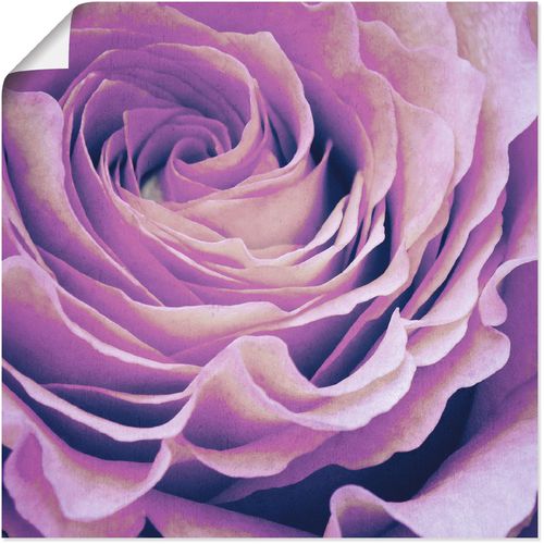 4058661447173 - Wandbild ARTLAND Lila Rose Bilder Gr B H 50 cm x 50 cm Poster Blumen 1 St lila Kunstdrucke Bilder als Alubild Leinwandbild Wandaufkleber oder Poster in versch Größen 4058661447173 - Wandbild ARTLAND Lila Rose Bilder Gr B H 50 cm x 50 cm Poster Blumen 1 St lila Kunstdrucke Bilder als Alubild Leinwandbild Wandaufkleber oder Poster in versch Größen