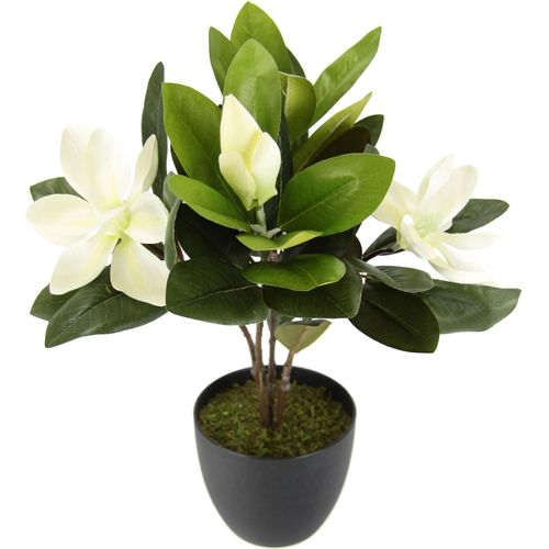 4019844787509 - Kunstblume IGEA Magnolie weiß B26cm H45cm L20cm Obermaterial 80% Polyester 20% Kunststoff Kunstpflanzen Im Topf Magnolienbusch künstlich Frühling Seidenblumen Raumdeko 4019844787509 - Kunstblume IGEA Magnolie weiß B26cm H45cm L20cm Obermaterial 80% Polyester 20% Kunststoff Kunstpflanzen Im Topf Magnolienbusch künstlich Frühling Seidenblumen Raumdeko
