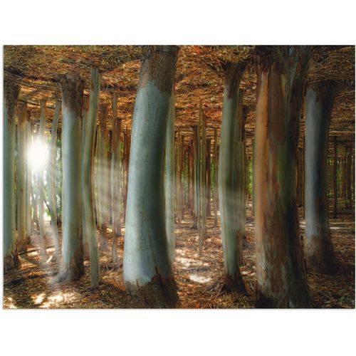 4058661858993 - Wandbild ARTLAND Zauberwald Bilder Gr B H 80 cm x 60 cm Alu-Dibond-Druck Wald 1 St braun Bild Kunstdruck Kunstdrucke Bilder als Alubild Leinwandbild Wandaufkleber oder Poster in versch Größen 4058661858993 - Wandbild ARTLAND Zauberwald Bilder Gr B H 80 cm x 60 cm Alu-Dibond-Druck Wald 1 St braun Bild Kunstdruck Kunstdrucke Bilder als Alubild Leinwandbild Wandaufkleber oder Poster in versch Größen
