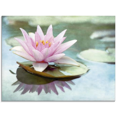 4058661670960 - Glasbild ARTLAND Rosa Seerose Bilder Gr B H 60 cm x 45 cm Glasbild Blumen Querformat 1 St pink Bild Glasbild Glasbilder Bilder in verschiedenen Größen