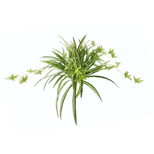 4019844767662 - Kunstpflanze IGEA Wasserlilie grün B60cm H38cm Obermaterial 90% Polyester 10% Kunststoff Kunstpflanzen 4019844767662 - Kunstpflanze IGEA Wasserlilie grün B60cm H38cm Obermaterial 90% Polyester 10% Kunststoff Kunstpflanzen
