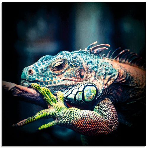 4055327207409 - Glasbild ARTLAND Leguan Bilder Gr B H 50 cm x 50 cm Glasbild Reptilien quadratisch 1 St blau Bild Glasbild Glasbilder Bilder in verschiedenen Größen 4055327207409 - Glasbild ARTLAND Leguan Bilder Gr B H 50 cm x 50 cm Glasbild Reptilien quadratisch 1 St blau Bild Glasbild Glasbilder Bilder in verschiedenen Größen