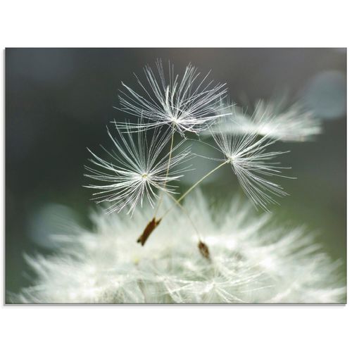 4058661711540 - Glasbild ARTLAND Pusteblume Facility Bilder Gr B H 60 cm x 45 cm Glasbild Blumen Querformat 1 St weiß Bild Glasbild Glasbilder Bilder in verschiedenen Größen 4058661711540 - Glasbild ARTLAND Pusteblume Facility Bilder Gr B H 60 cm x 45 cm Glasbild Blumen Querformat 1 St weiß Bild Glasbild Glasbilder Bilder in verschiedenen Größen