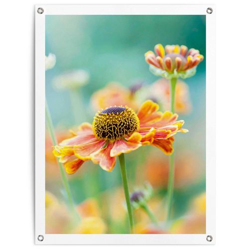 8714597638943 - Poster REINDERS Blume orange (farbe bild(er) orange) B60cm H80cm T01cm Leinwand Bilder Outdoor für Garten oder Balkon
