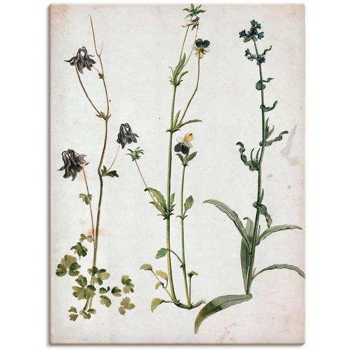 4062144809532 - Wandbild ARTLAND Akelei Stiefmütterchen und Ochsenzunge Bilder Gr B H 60 cm x 80 cm Leinwandbild Blumenbilder Hochformat 1 St grün Kunstdrucke als Alubild Leinwandbild Wandaufkleber oder Poster in versch Größen