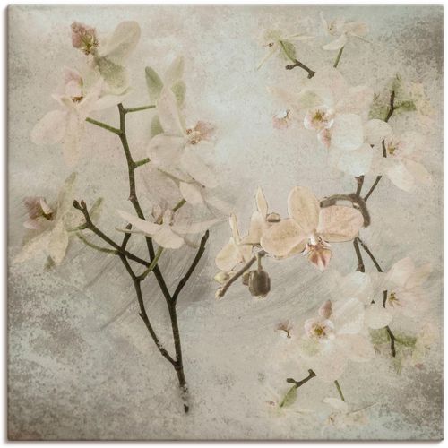 4055327646925 - Wandbild ARTLAND Orchideen Bilder Gr B H 70 cm x 70 cm Leinwandbild Blumen 1 St weiß Bild Kunstdruck Kunstdrucke Bilder als Leinwandbild Wandaufkleber oder Poster in versch Größen 4055327646925 - Wandbild ARTLAND Orchideen Bilder Gr B H 70 cm x 70 cm Leinwandbild Blumen 1 St weiß Bild Kunstdruck Kunstdrucke Bilder als Leinwandbild Wandaufkleber oder Poster in versch Größen