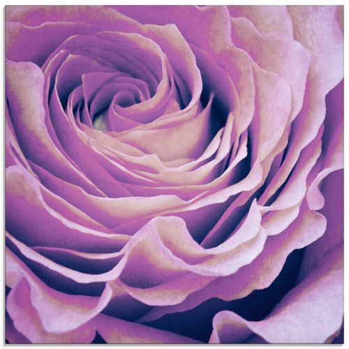 4058661447135 - Glasbild ARTLAND Lila Rose Bilder Gr B H 50 cm x 50 cm Glasbild Blumen quadratisch 1 St lila Bild Glasbild Glasbilder Bilder in verschiedenen Größen