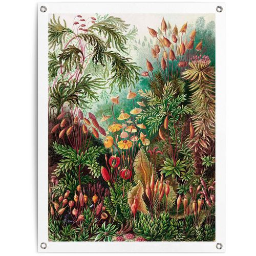 8714597628043 - Poster REINDERS Sea Flora grün (farbe bild(er) grün) B60cm H80cm T01cm Leinwand Bilder 8714597628043 - Poster REINDERS Sea Flora grün (farbe bild(er) grün) B60cm H80cm T01cm Leinwand Bilder