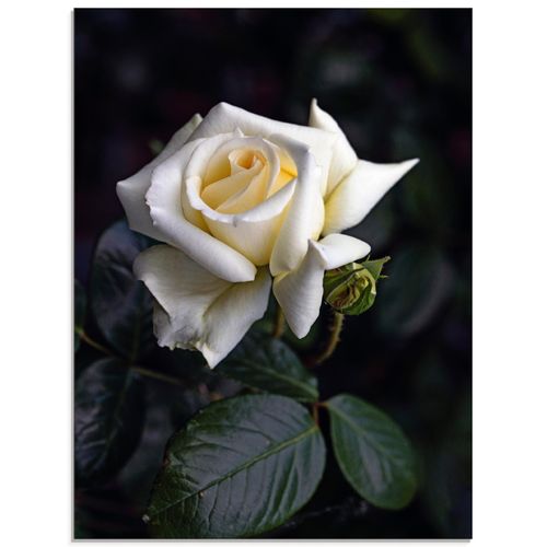 4062144098776 - Glasbild ARTLAND Weiß-gelbe Rose Bilder Gr B H 45 cm x 60 cm Glasbild Blumen Hochformat 1 St beige (naturfarben) Bild Glasbild Glasbilder Bilder in verschiedenen Größen 4062144098776 - Glasbild ARTLAND Weiß-gelbe Rose Bilder Gr B H 45 cm x 60 cm Glasbild Blumen Hochformat 1 St beige (naturfarben) Bild Glasbild Glasbilder Bilder in verschiedenen Größen