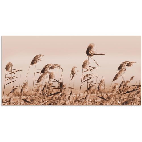 4057738421979 - Wandbild ARTLAND Gräser Bilder Gr B H 100 cm x 50 cm Alu-Dibond-Druck Gräser 1 St beige (natur) Bild Leinwandbild Kunstdrucke Bilder als Alubild Leinwandbild Wandaufkleber oder Poster in versch Größen