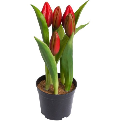 4260600494029 - Kunstblume MY HOME Tulpenpflanze mit 5 Knospen rot B12cm H23cm T12cm Ø12cm Kunststoff Kunstpflanzen